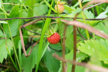 ripe red berries on a bush