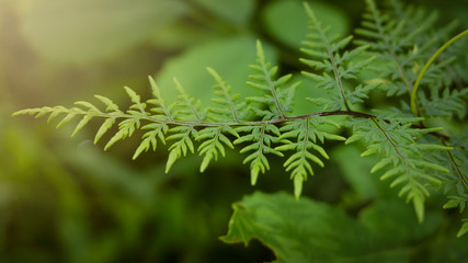 Green leaf pteridium aquilinum natural green fern in the forest