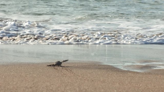 Newborn sea turtle flapping its wings and disappearing into the waves in slow motion, laniakea beach, Hawaii