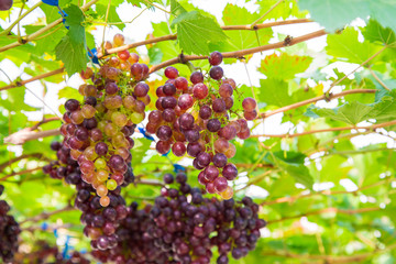 Red grape on vine of tree with green leaf