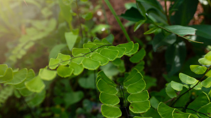 Fototapeta na wymiar Green leaves of delta maidenhair fern (Adiantum raddianum) grown in the garden.