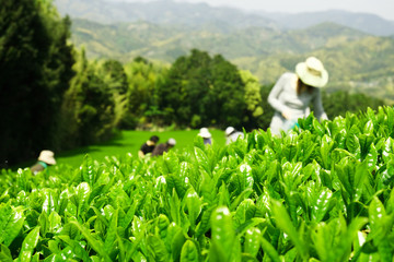 The best quality Japanese green tea leaves are hand-picked during harvest season. Shizuoka is one...