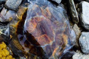 Jellyfish and algae thrown by the sea onto a rocky shore.
