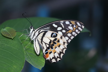 beautiful butterfly  at the tree