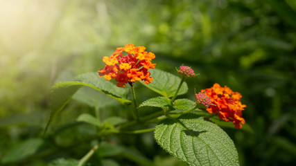 Yellow Pink Lantana Camara Flower Blooming In Garden