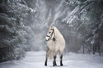 White pony in winter forest