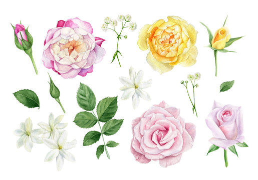 Set of watercolor flower elements: different flower heads of roses, buds, leaves and white flowers