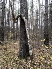 tree in the forest