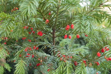 Many red berries on branch of yew in autumn