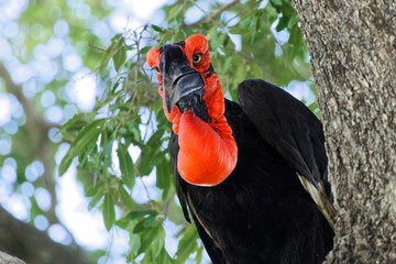 A Southern Ground Hornbill staring sideways down from tree. Displaying extremely full crop. Close up  © Beate