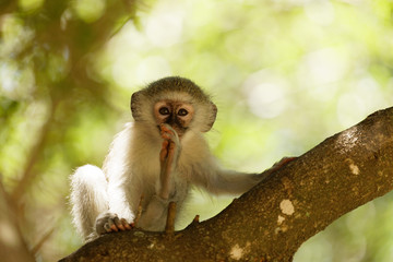 Juvenile Vervet Monkey posing in tree