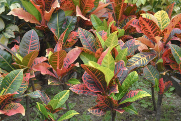 a close up of Codiaeum variegatum garden croton. after rain © alan