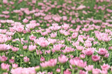 Obraz premium Chrysanthemum in the garden