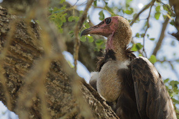 Critically endangered Hooded Vulture perched in tree after a meal