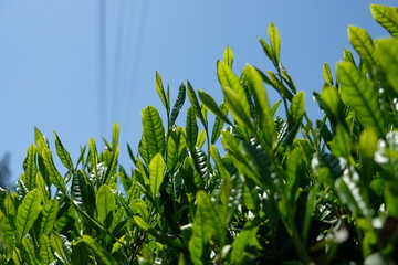 Fresh sprout of the organic green tea plant during spring time at Fujieda, Japan. They are ready to...