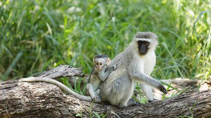 Tiny Vervet Monkey clinging to mom 