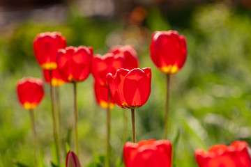 Very beautiful red tulips that grow in my garden.