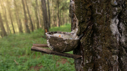 Pine sap with containers from coconut shells. Pine sap is an industrial material such as plastic,...