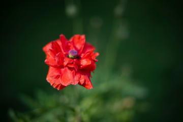 A fresh red wild flower planted in a garden in green leafy background. Indian flowers.