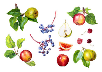 Watercolor set of fruits and vegetables