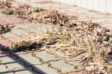 Dry grass and leaves remaining after the fall to clean the area.