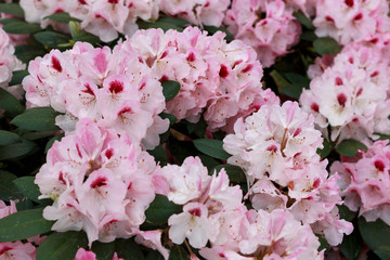 Azalea big flowers in the spring.