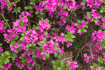 Fototapeta premium Azalea big flowers in the spring.