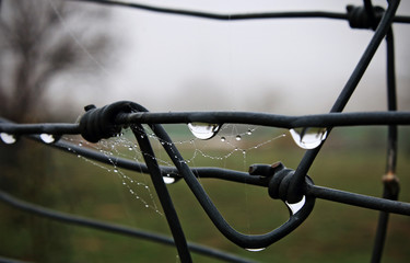 Iron fence with drops, in wet day