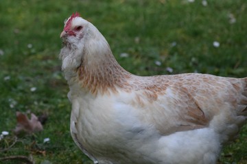 German salmon chicken