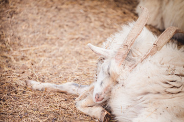 Beautiful white goat with big horns rests on the territory of the zoo.