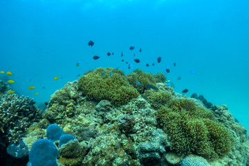 Beautiful anemone and clown fish in the shallow sea in Phuket, Thailand.
