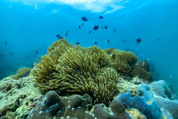Fototapeta na wymiar Beautiful anemone and clown fish in the shallow sea in Phuket, Thailand.