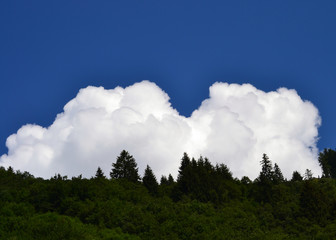 Helle klare Wolkenformation hinter dunklem Kiefernwald
