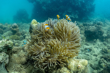 Beautiful anemone and clown fish in the shallow sea in Phuket; Thailand.