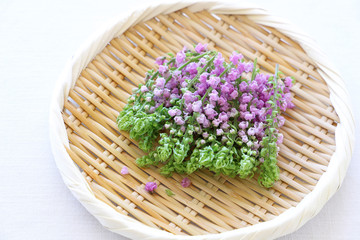 花穂紫蘇