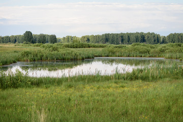 Waterlogged meadows from the river that exited the riverbed onto the field.