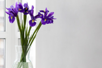 Bouquet of purple irises in a clear glass vase near the window on a background of a gray wall in a modern bright kitchen with copy space
