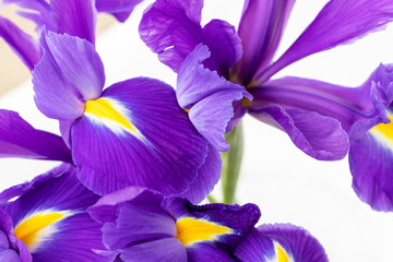 Bouquet of beautiful purple irises closeup against a blurred background. Delicate spring flowers as a gift for Women's Day or Mother's Day. Selective focus
