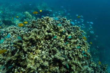 underwater scene with coral reef and fish; Sea in Surin Islands, Phang Nga Province,southern of Thailand.