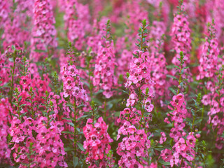 colourfull of flower and lilly garden sweet and macro style