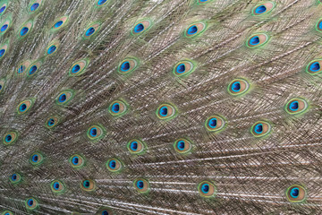 Obraz premium Closeup of Indian peacock tail feathers.