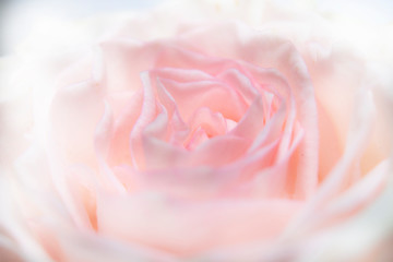 Obraz na płótnie Canvas macro pink rose with droper