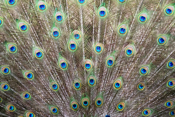 Obraz premium Closeup of Indian peacock tail feathers.