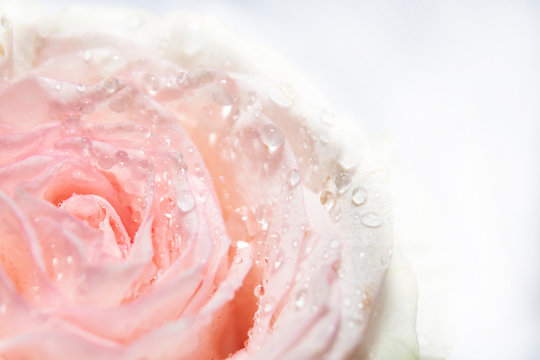 macro pink rose with droper