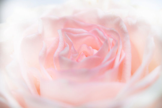 macro pink rose with droper