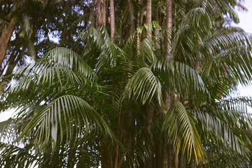 Fototapeta premium Green landscapes of parks with palm trees and various trees and plants of green and turquoise among the large metropolis of Kuala Lumpur. Aqua Menthe and Phantom Blue 2020 colors. Photos for backgroun