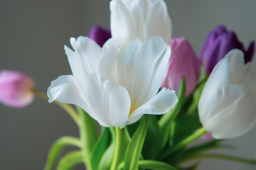 Bouquet of white, pink and purple tulips on a uniform background.