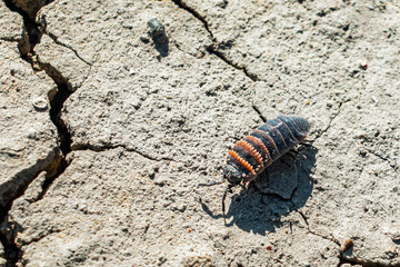 Close up of a common woodlouse (Oniscus asellus) on ground