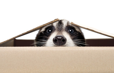 Funny raccoon peeking out of the box isolated on white background - obrazy, fototapety, plakaty