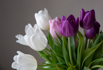 Bouquet of white, pink and purple tulips on a uniform background.